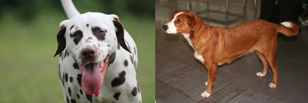 Osterreichischer Kurzhaariger Pinscher vs Dalmatian - Breed Comparison