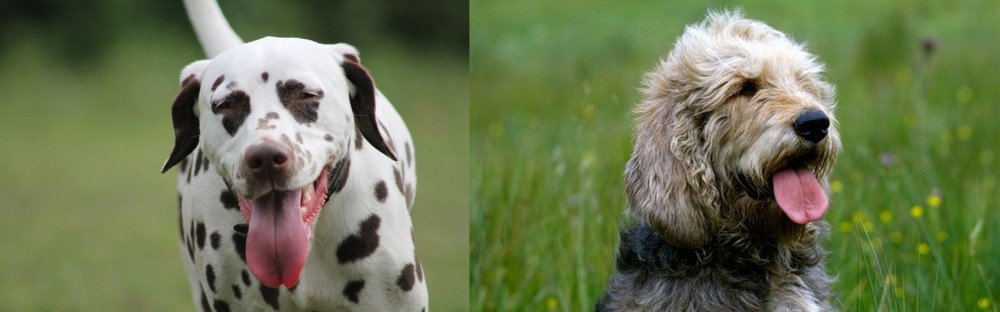 Otterhound vs Dalmatian - Breed Comparison