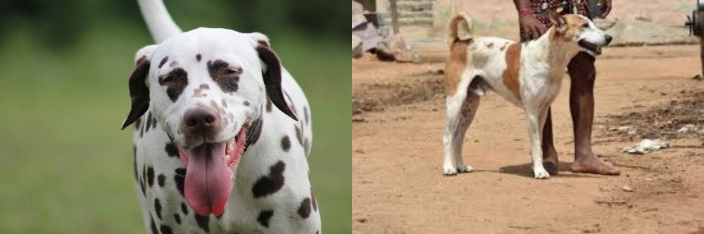 Pandikona vs Dalmatian - Breed Comparison