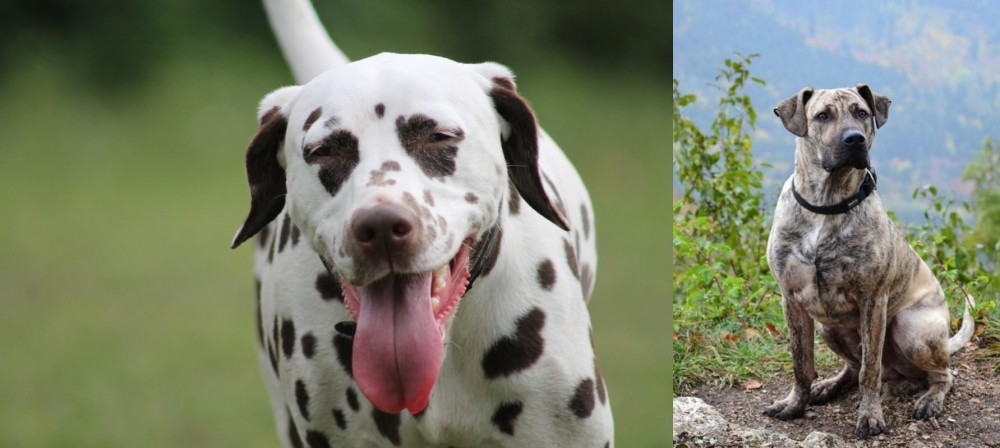 Perro Cimarron vs Dalmatian - Breed Comparison