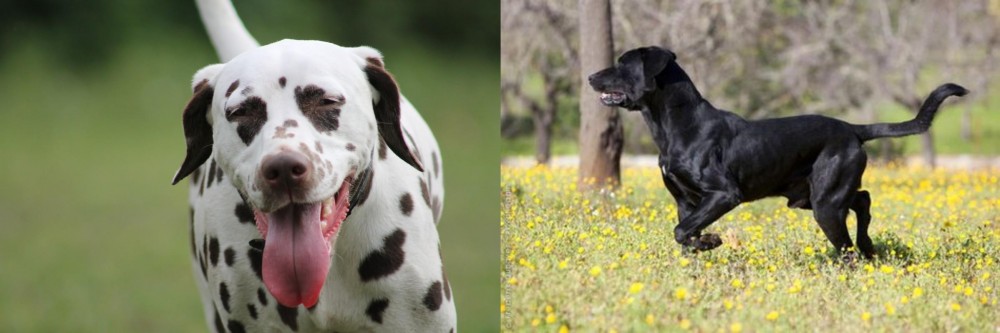 Perro de Pastor Mallorquin vs Dalmatian - Breed Comparison