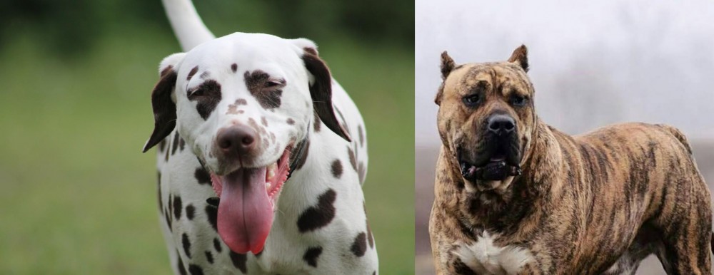 Perro de Presa Canario vs Dalmatian - Breed Comparison