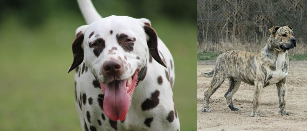 Perro de Presa Mallorquin vs Dalmatian - Breed Comparison