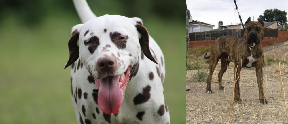 Perro de Toro vs Dalmatian - Breed Comparison
