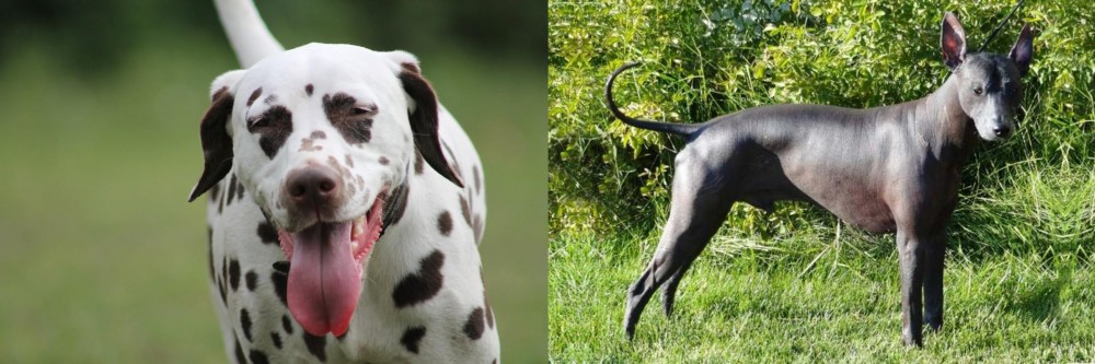 Peruvian Hairless vs Dalmatian - Breed Comparison