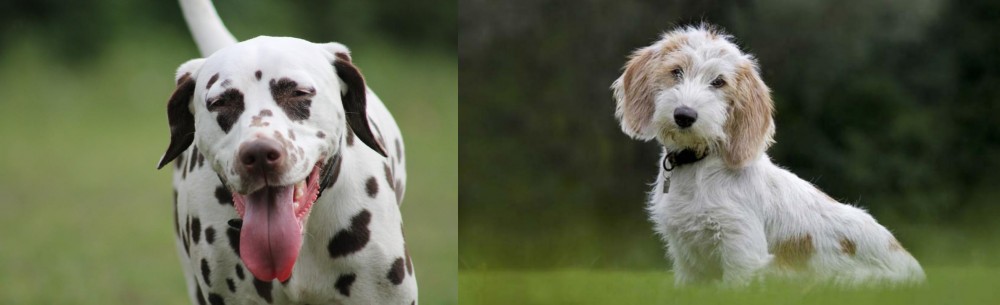 Petit Basset Griffon Vendeen vs Dalmatian - Breed Comparison