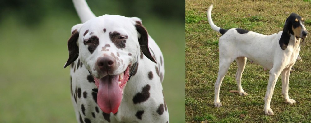 Petit Gascon Saintongeois vs Dalmatian - Breed Comparison