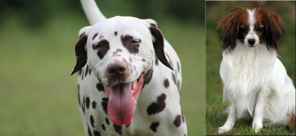 Phalene vs Dalmatian - Breed Comparison