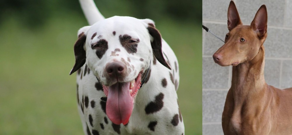 Pharaoh Hound vs Dalmatian - Breed Comparison