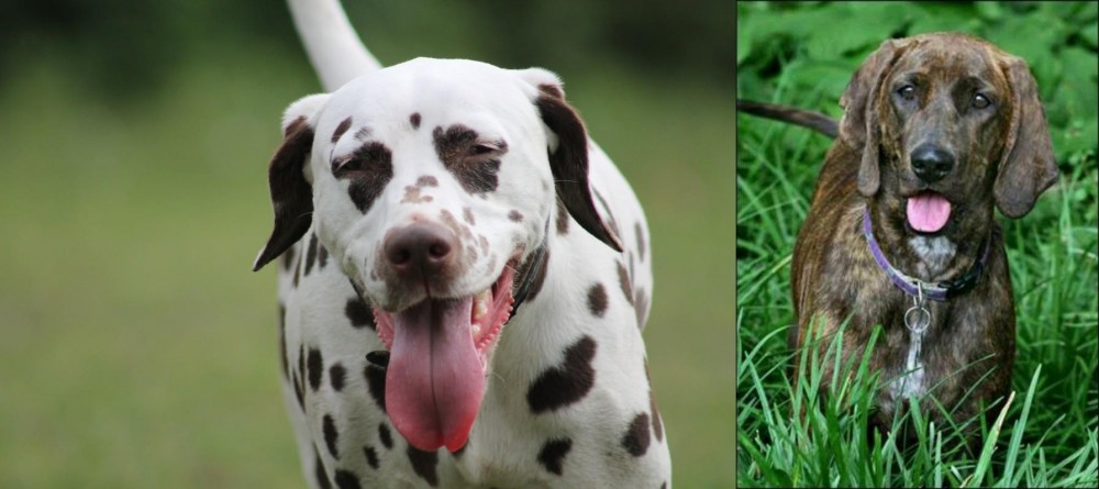 Plott Hound vs Dalmatian - Breed Comparison
