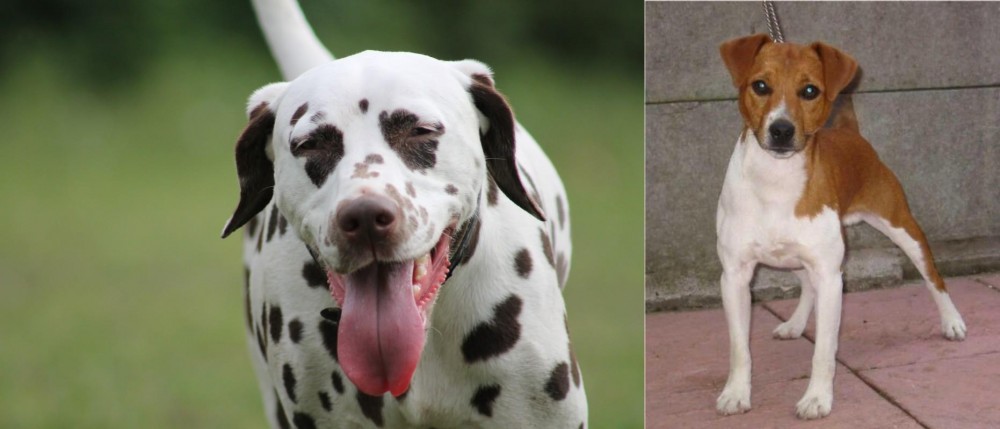 Plummer Terrier vs Dalmatian - Breed Comparison