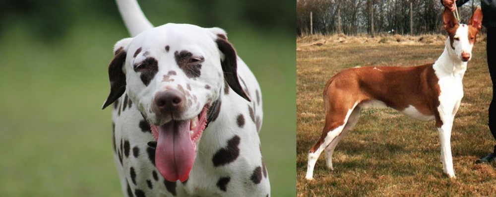 Podenco Canario vs Dalmatian - Breed Comparison