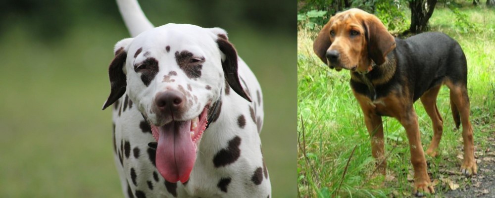 Polish Hound vs Dalmatian - Breed Comparison