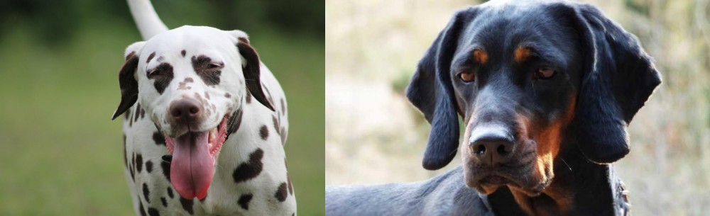Polish Hunting Dog vs Dalmatian - Breed Comparison