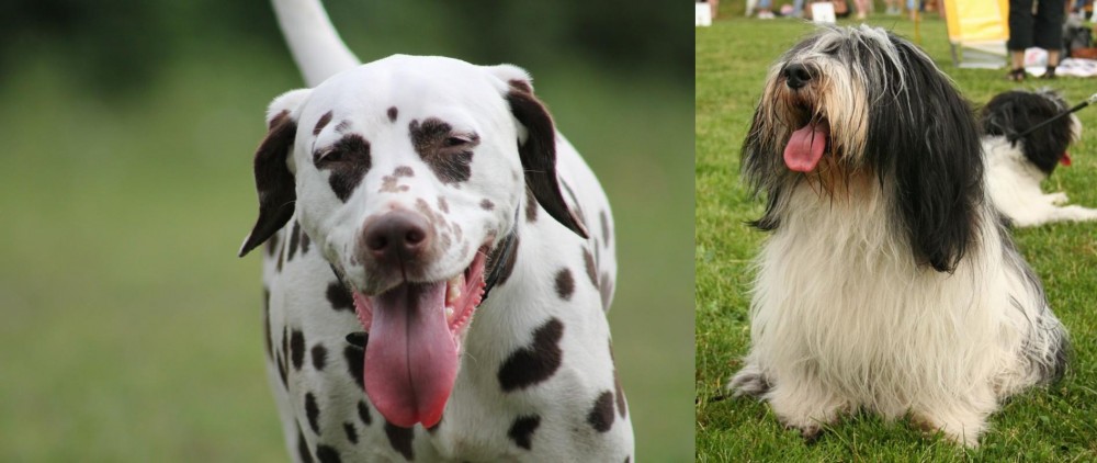 Polish Lowland Sheepdog vs Dalmatian - Breed Comparison