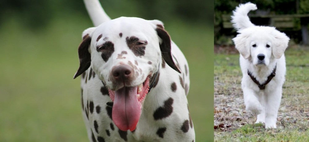 Polish Tatra Sheepdog vs Dalmatian - Breed Comparison