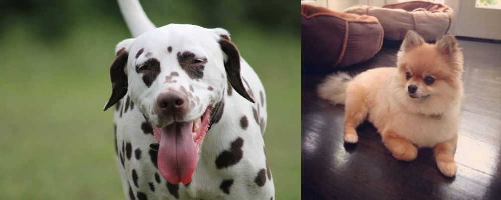 Pomeranian vs Dalmatian - Breed Comparison