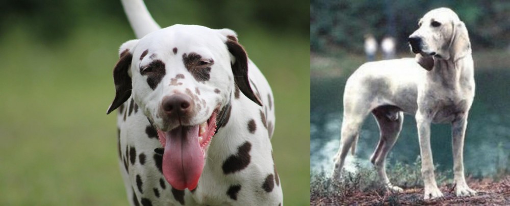 Porcelaine vs Dalmatian - Breed Comparison
