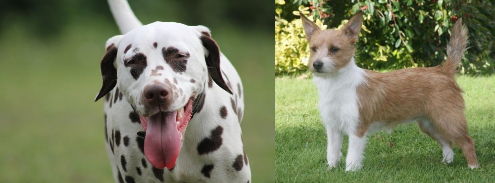 Portuguese Podengo vs Dalmatian - Breed Comparison