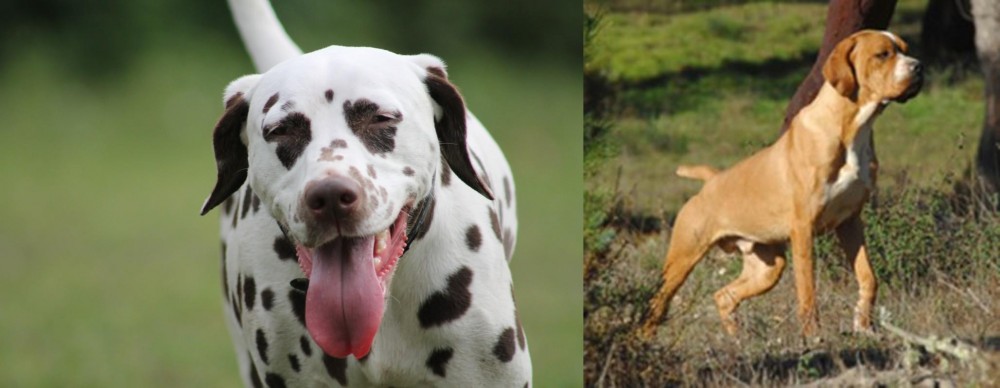 Portuguese Pointer vs Dalmatian - Breed Comparison