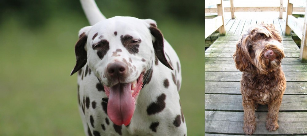 Portuguese Water Dog vs Dalmatian - Breed Comparison