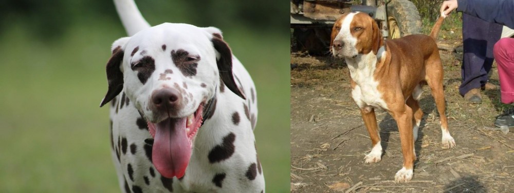 Posavac Hound vs Dalmatian - Breed Comparison