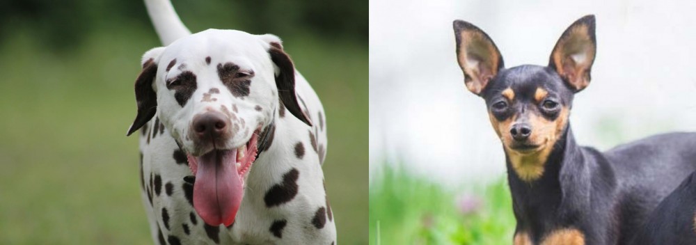 Prazsky Krysarik vs Dalmatian - Breed Comparison