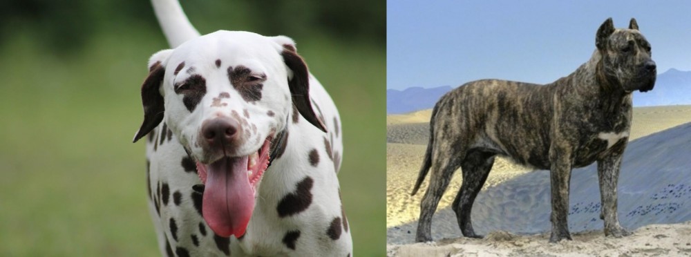Presa Canario vs Dalmatian - Breed Comparison