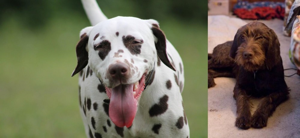 Pudelpointer vs Dalmatian - Breed Comparison