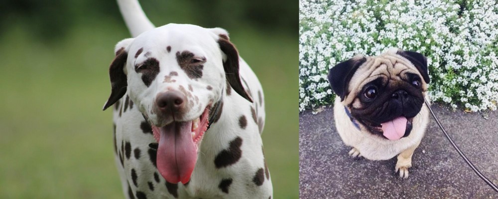 Pug vs Dalmatian - Breed Comparison