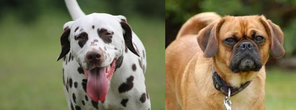 Pugalier vs Dalmatian - Breed Comparison