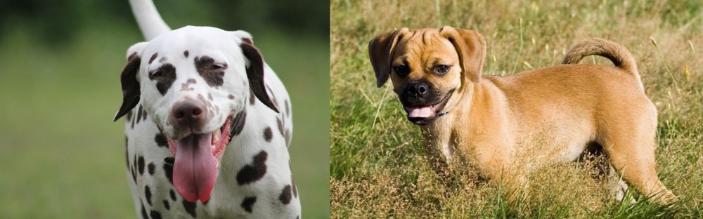 Puggle vs Dalmatian - Breed Comparison