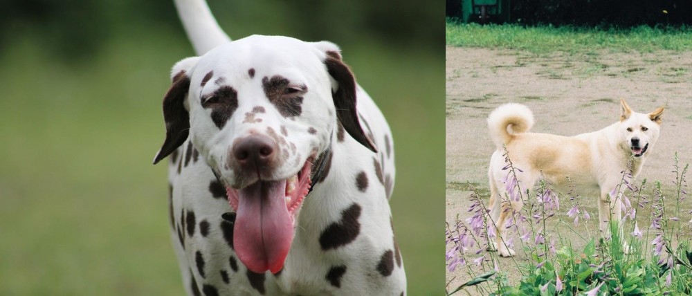Pungsan Dog vs Dalmatian - Breed Comparison