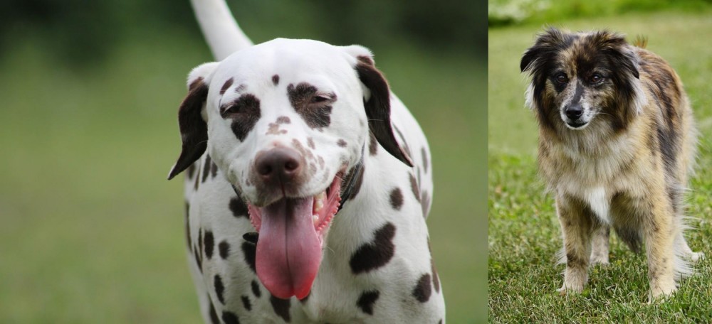 Pyrenean Shepherd vs Dalmatian - Breed Comparison