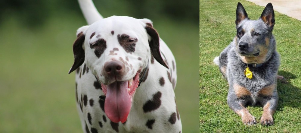 Queensland Heeler vs Dalmatian - Breed Comparison