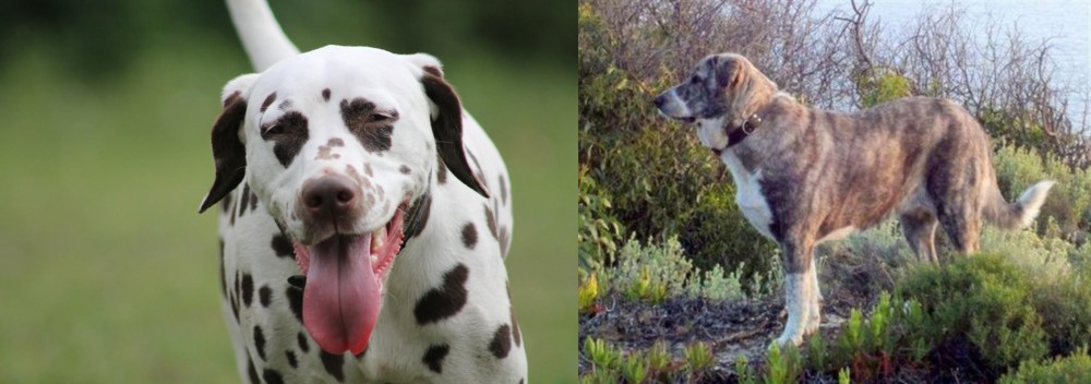 Rafeiro do Alentejo vs Dalmatian - Breed Comparison