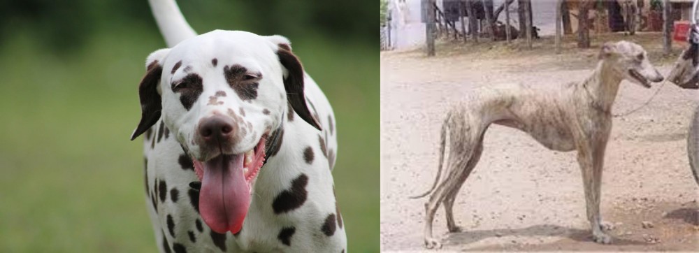 Rampur Greyhound vs Dalmatian - Breed Comparison