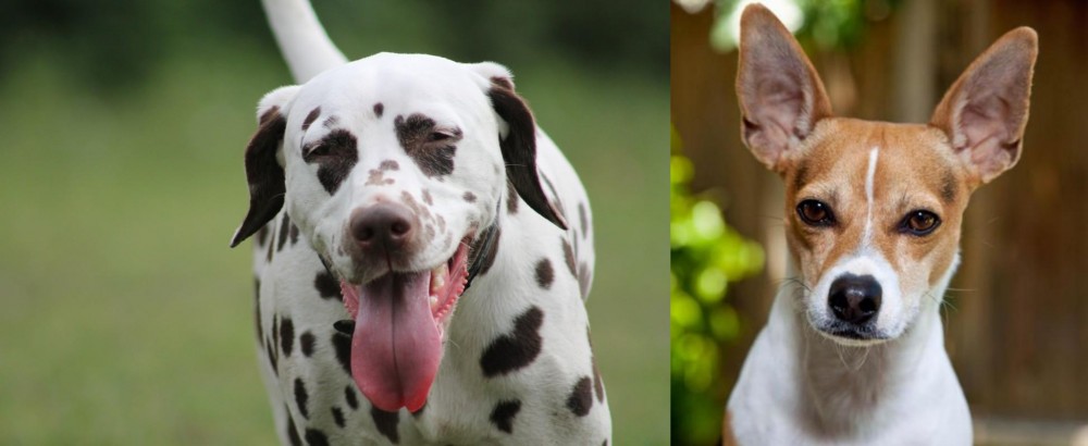 Rat Terrier vs Dalmatian - Breed Comparison