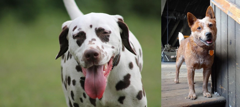 Red Heeler vs Dalmatian - Breed Comparison