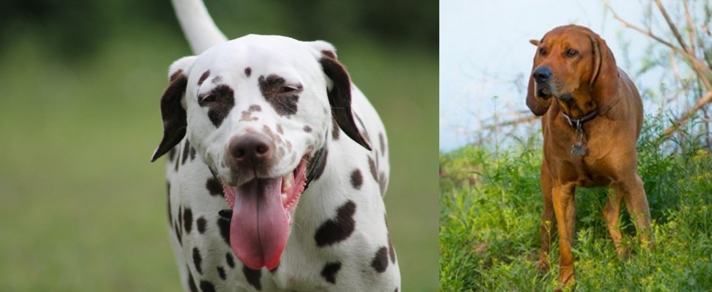 Redbone Coonhound vs Dalmatian - Breed Comparison