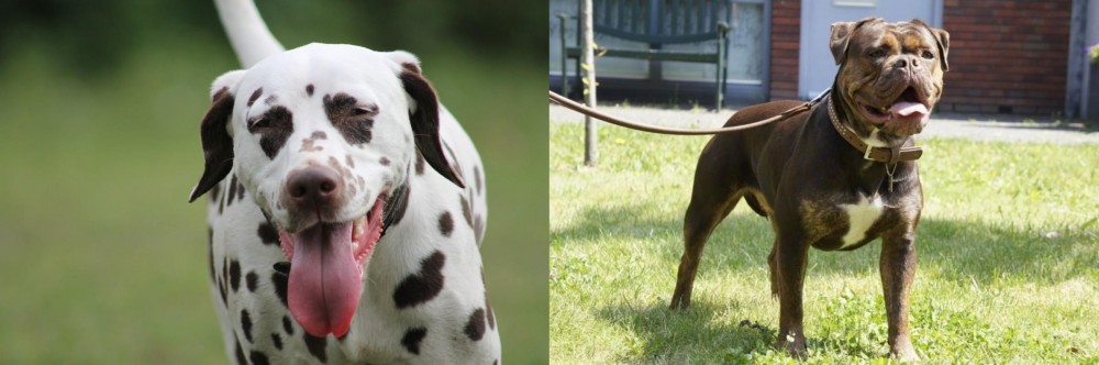 Renascence Bulldogge vs Dalmatian - Breed Comparison
