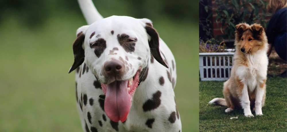 Rough Collie vs Dalmatian - Breed Comparison