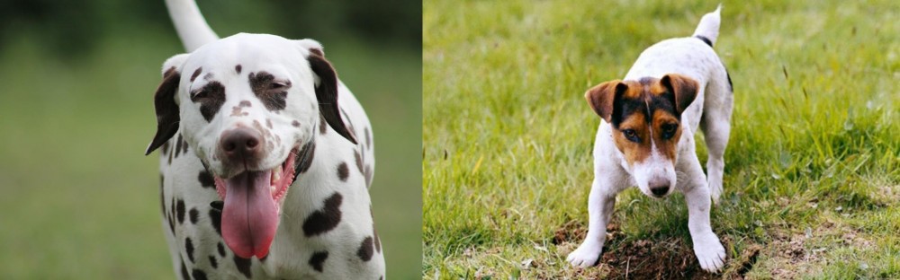 Russell Terrier vs Dalmatian - Breed Comparison