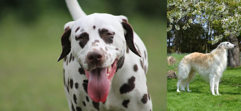Russian Hound vs Dalmatian - Breed Comparison