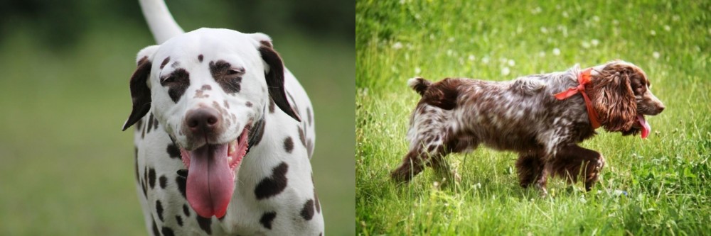 Russian Spaniel vs Dalmatian - Breed Comparison
