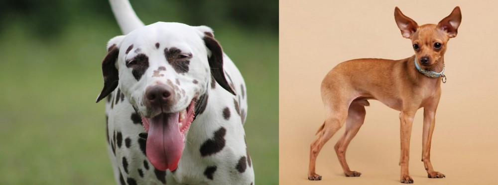 Russian Toy Terrier vs Dalmatian - Breed Comparison