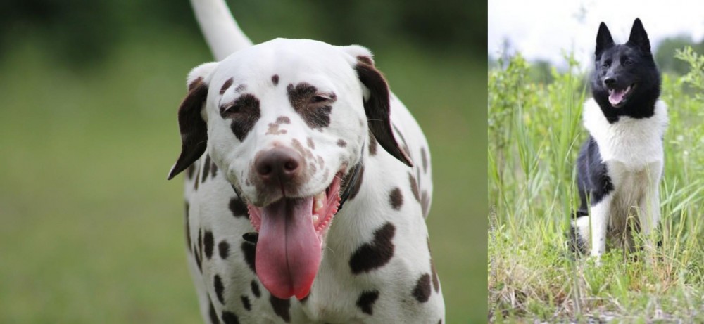 Russo-European Laika vs Dalmatian - Breed Comparison