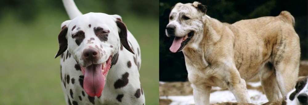 Sage Koochee vs Dalmatian - Breed Comparison
