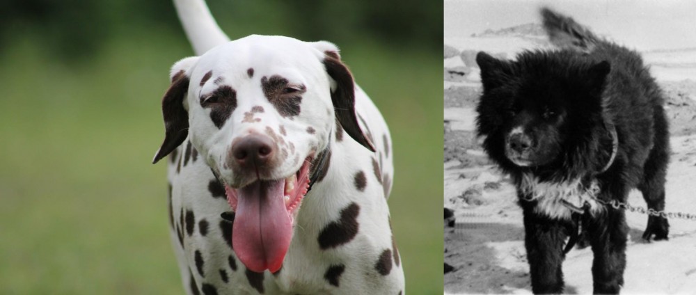 Sakhalin Husky vs Dalmatian - Breed Comparison