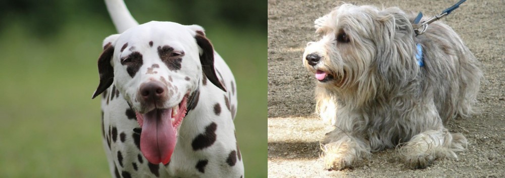 Sapsali vs Dalmatian - Breed Comparison